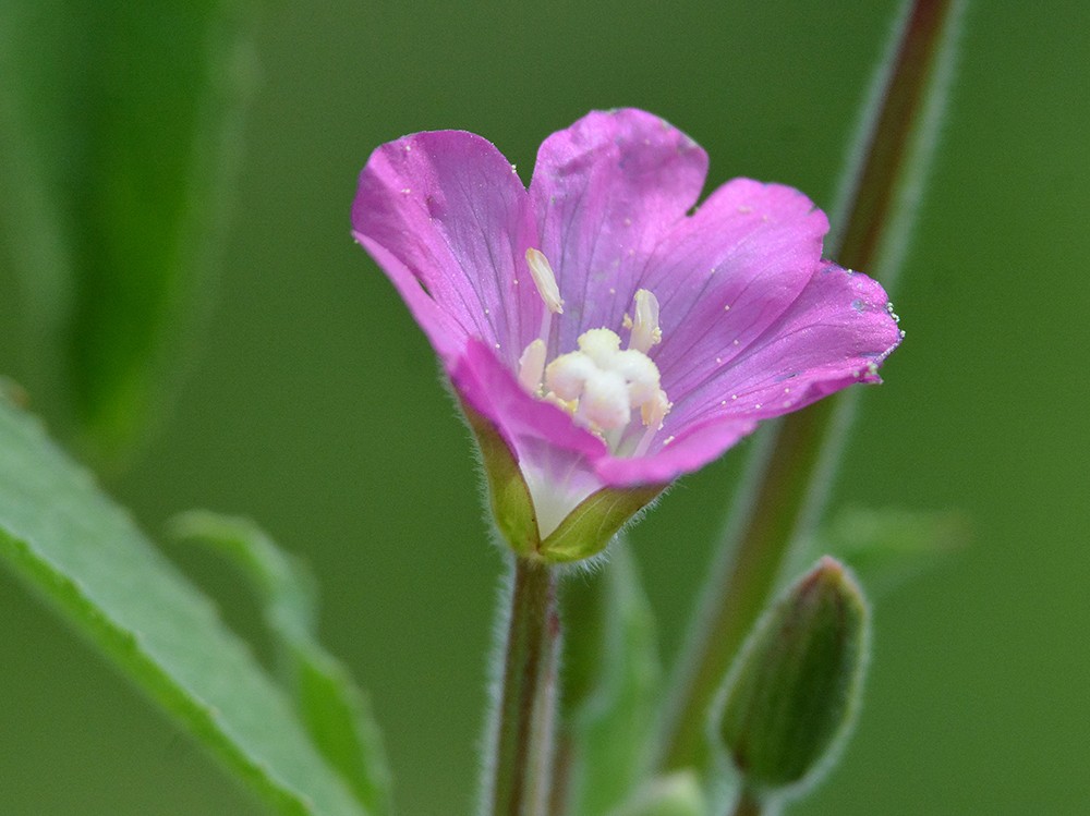 Epilobium hirsutum / Garofanino d''acqua